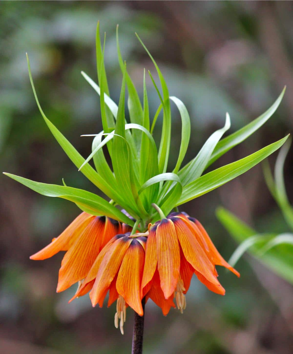 Premium Imperialis Flower seeds for Planting Shade Tolerant, Heirloom & GMO Free Seeds for Home Garden seeds