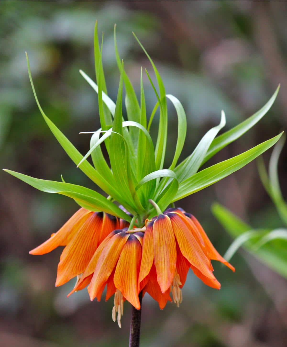 Premium Imperialis Flower seeds for Planting Shade Tolerant, Heirloom & GMO Free Seeds for Home Garden seeds