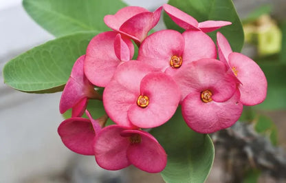 Euphorbia Flower seeds for Planting, Shade Tolerant Heirloom & GMO Free Seeds for Home Garden