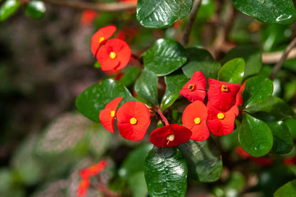 Euphorbia Milii Flower seeds for Planting Compact Growth Heirloom & GMO Free Seeds for Home Garden