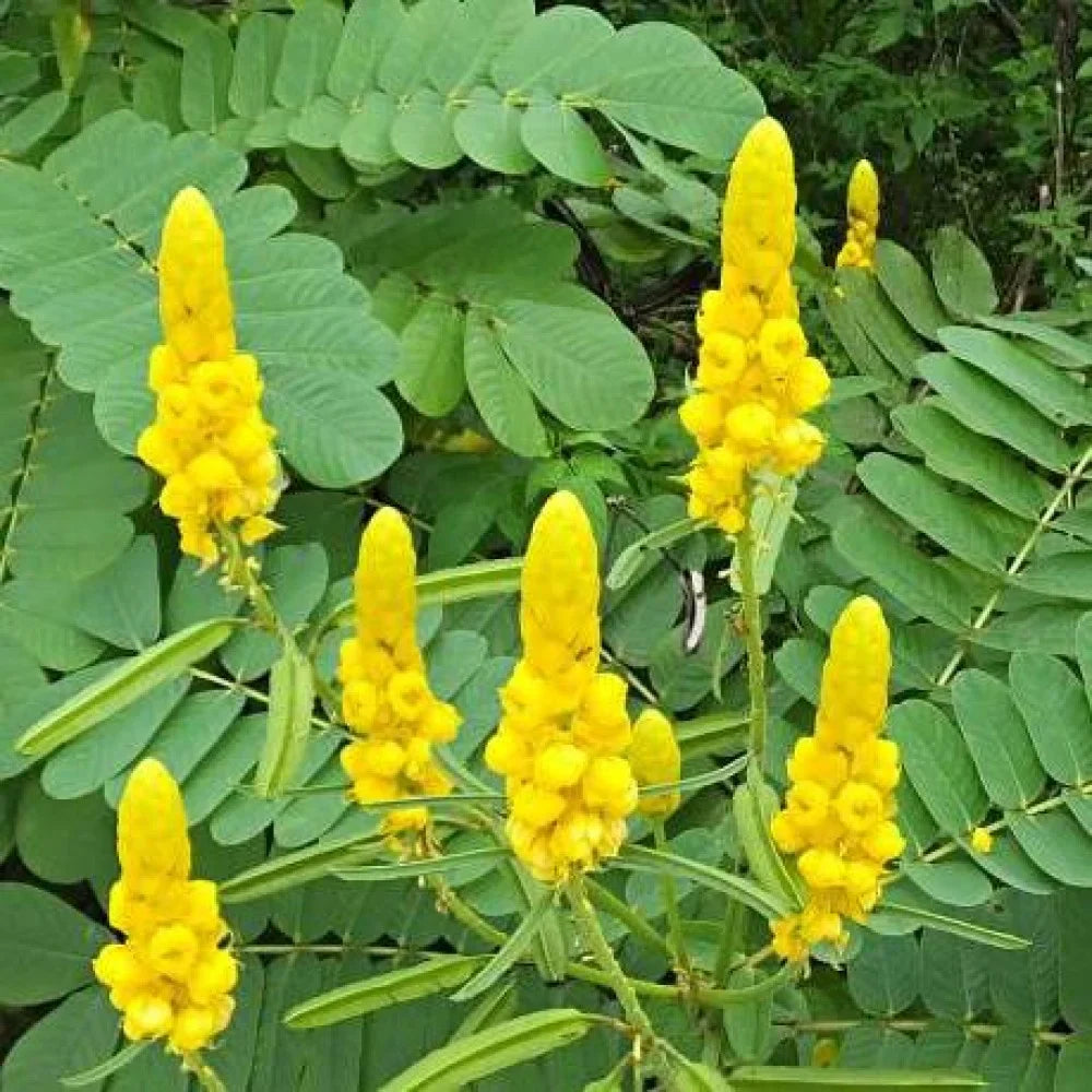 Cassia Alata Flower seeds for Planting Fragrant Blossoms Heirloom & GMO Free Seeds for Home Garden 
 
 Sale