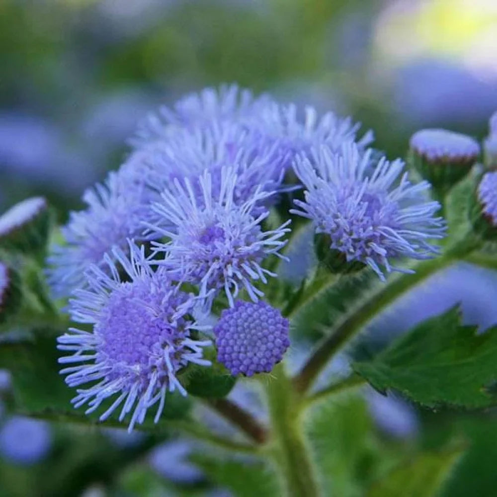 High quality Violet Ageratum Flower seeds for Planting Seasonal Bloomer, Heirloom & GMO Free Seeds for Home Garden seeds pack