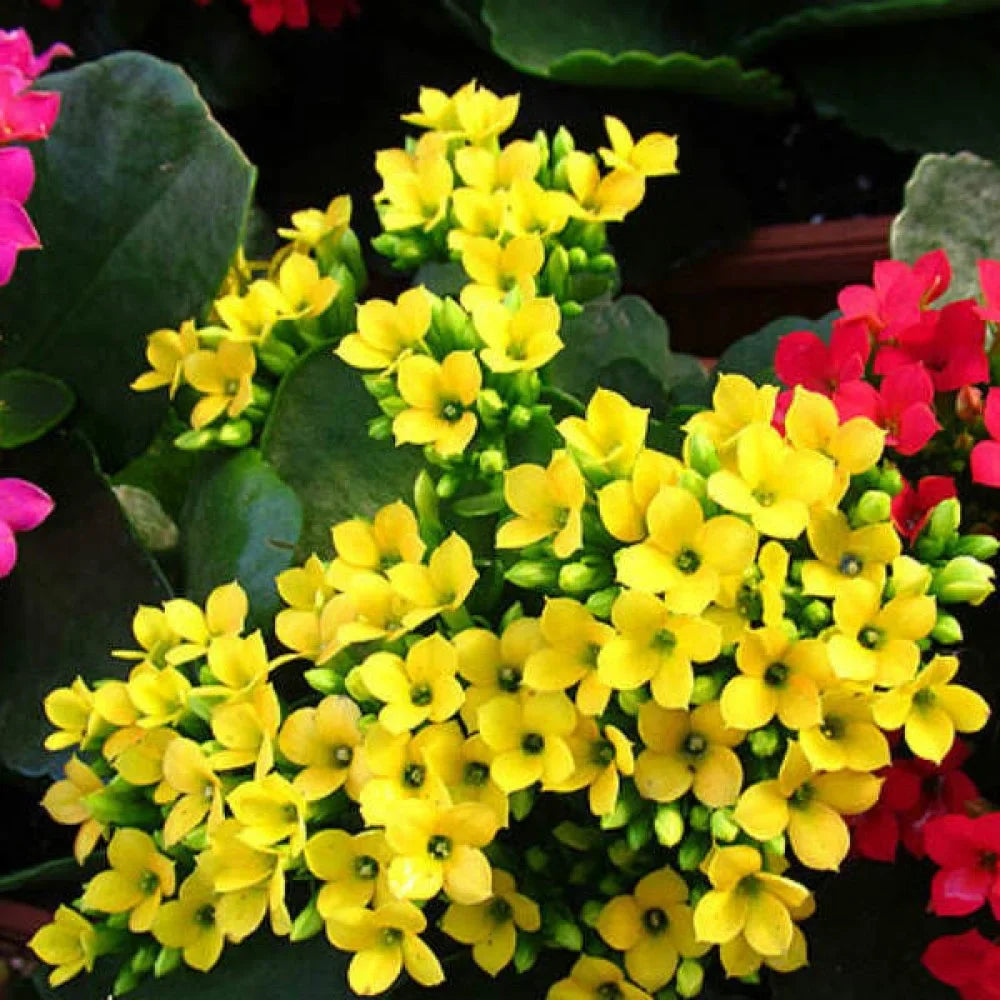 Kalanchoe Flower seeds for Planting Fragrant Blossoms Heirloom & GMO Free Seeds for Home Garden