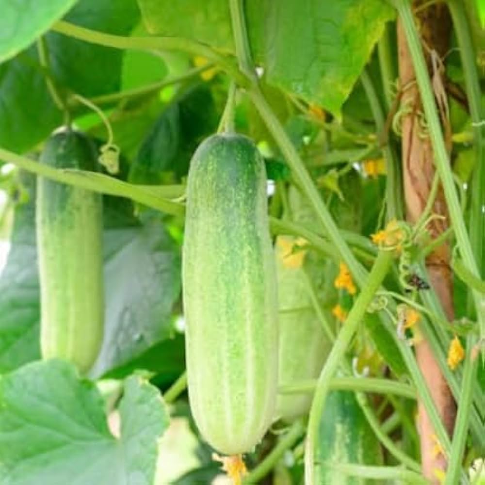 Warm season cucumber planting guide