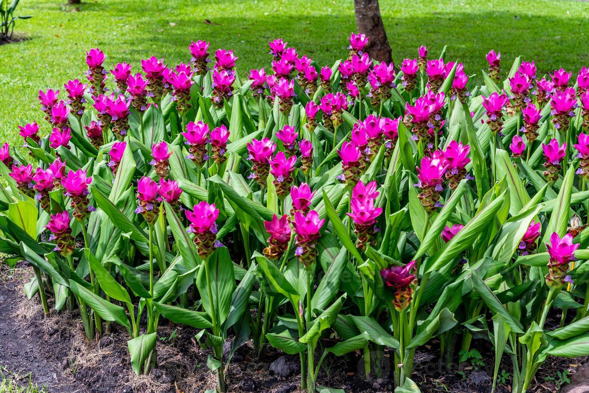 Curcuma Alismatifolia Flower seeds for Planting Garden Favorite Heirloom & GMO Free Seeds for Home Garden