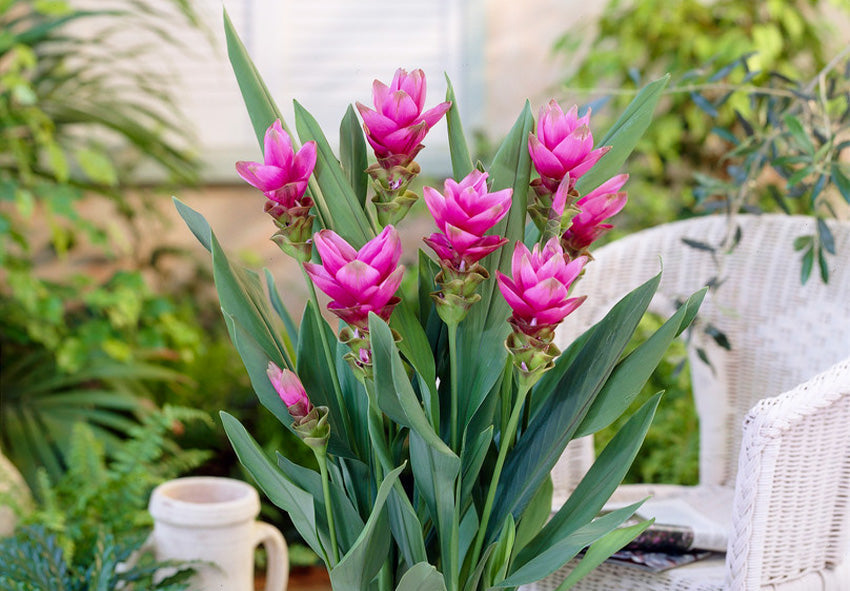 High quality Curcuma Flower seeds for Planting Seasonal Bloomer, Heirloom & GMO Free Seeds for Home Garden seeds pack