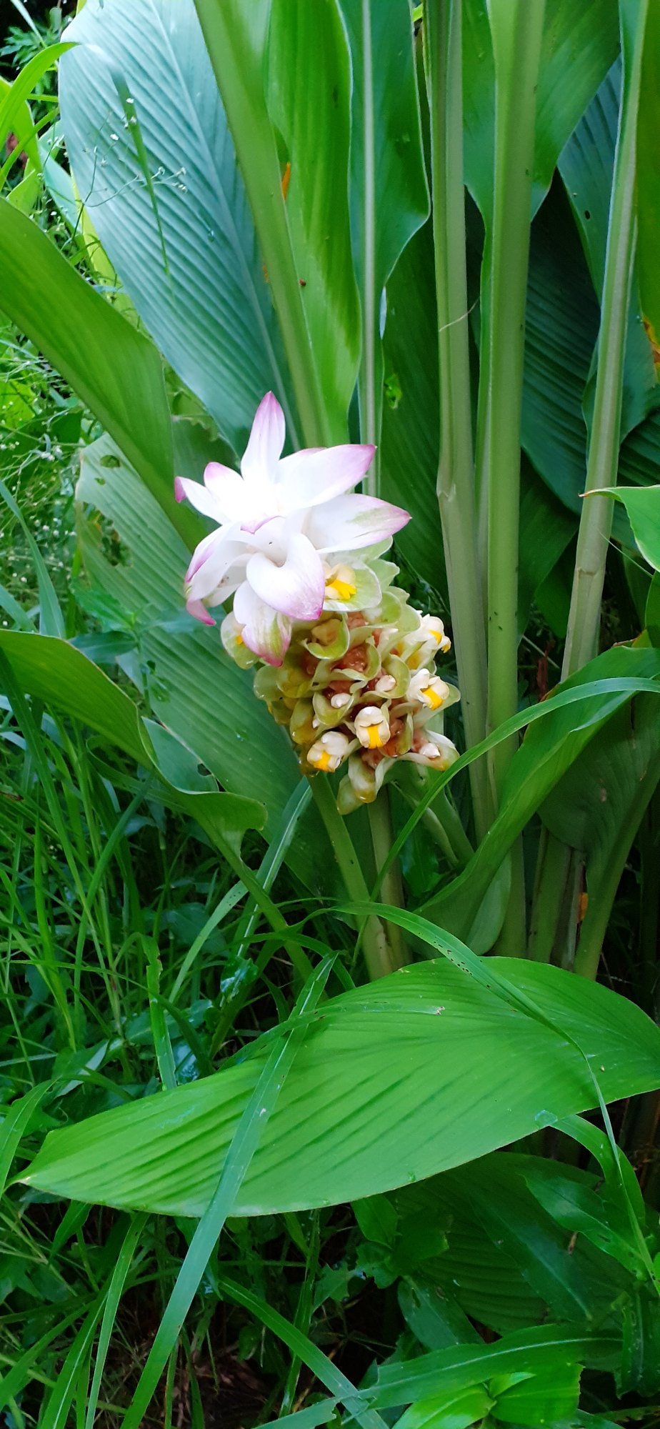 Curcuma Longa Flower Seeds For Easy Planting