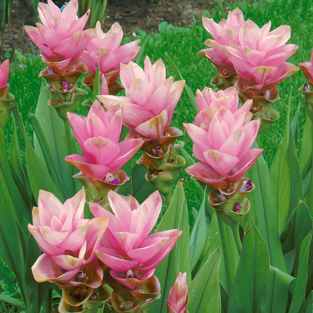 Heirloom Siam Tulip Flower seeds for Planting Compact Growth Heirloom & GMO Free Seeds for Home Garden