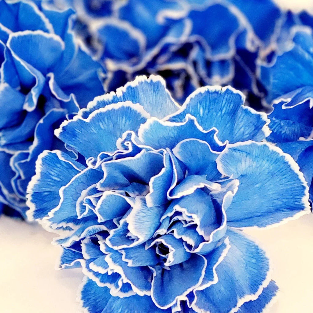 Premium Sky Blue Carnation Flower seeds for Planting Vibrant Colors, Heirloom & GMO Free Seeds for Home Garden seeds
