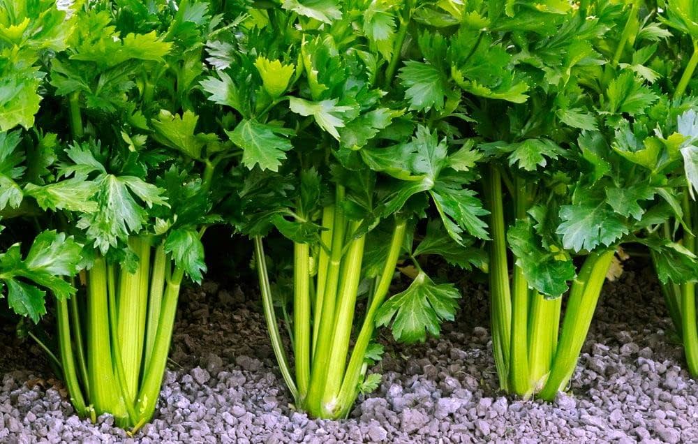 Cutting Leaf Celery seeds thriving in container gardening setups