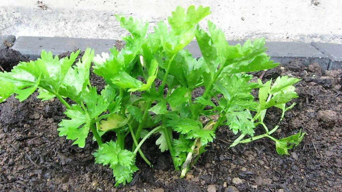 Leaf celery plants grown from Cutting Leaf Celery seeds in US gardens