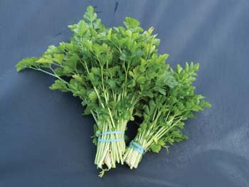 Non-GMO heirloom Cutting Leaf Celery seeds ready for planting