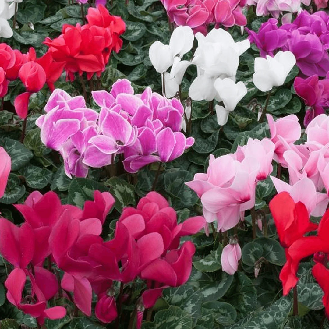 Mixed Color Cyclamen Seeds – Fragrant Heirloom Non-GMO Flowers for Garden Planting