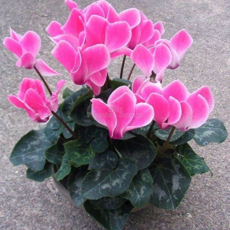 High quality Dark Pink Cyclamen Flower seeds for Planting Garden Favorite, Heirloom & GMO Free Seeds for Home Garden seeds pack