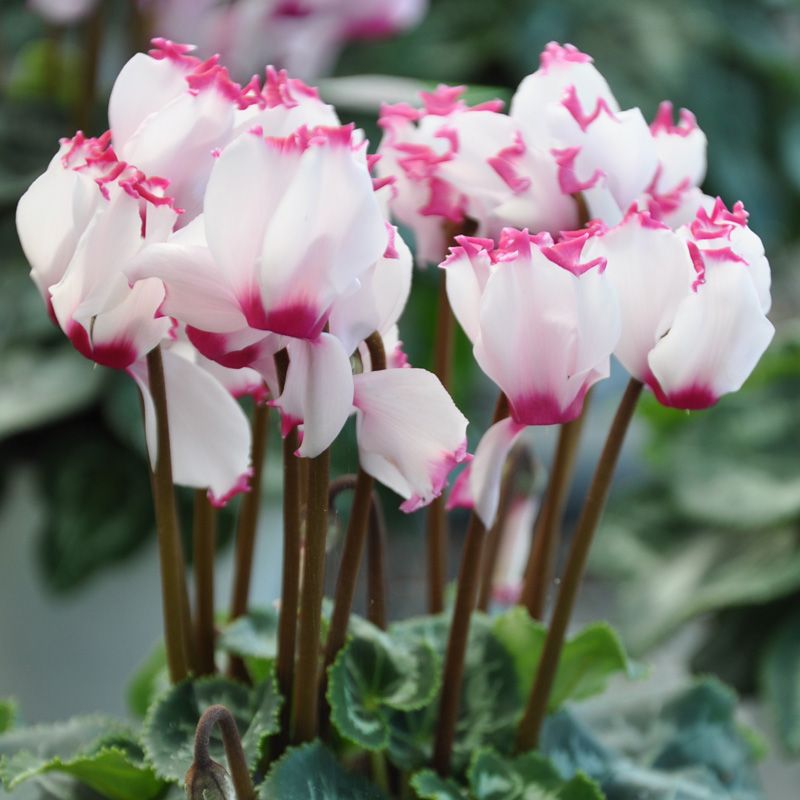 Purple White Cyclamen Flower seeds for Planting Easy to Grow, Heirloom & GMO Free Seeds for Home Garden vegetable and garden seeds