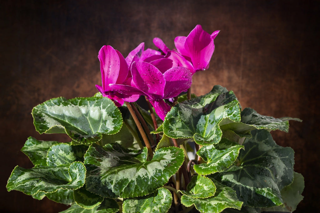 Pink Cyclamen Flower seeds for Planting Drought Tolerant, Heirloom & GMO Free Seeds for Home Garden seeds for home gardening