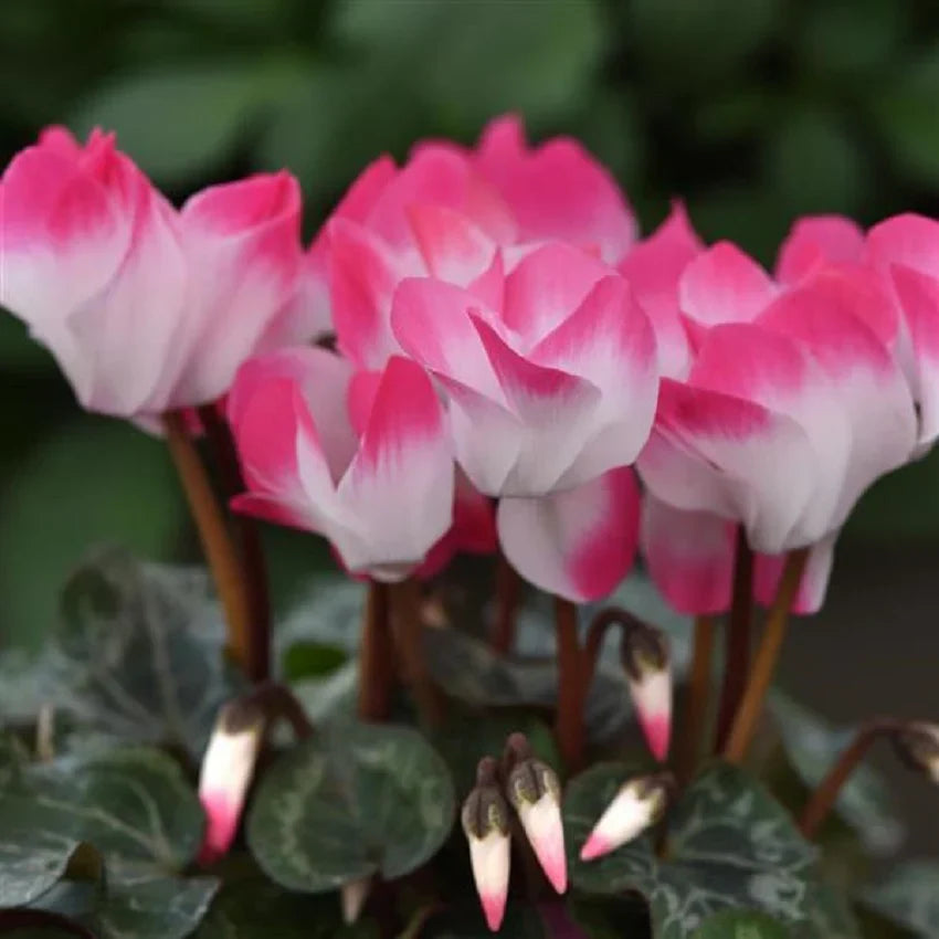 High quality Persicum Flower seeds for Planting Fragrant Blossoms, Heirloom & GMO Free Seeds for Home Garden seeds pack