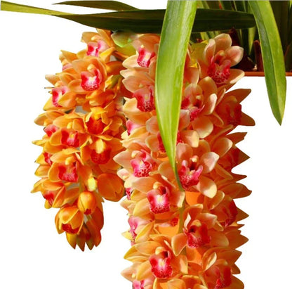 Cymbidium Maxillaria Goeringii planted in garden bed