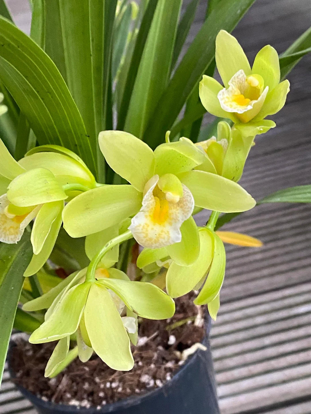 Green Cymbidium Flower seeds for Planting Bright Blooms, Heirloom & GMO Free Seeds for Home Garden vegetable and garden seeds