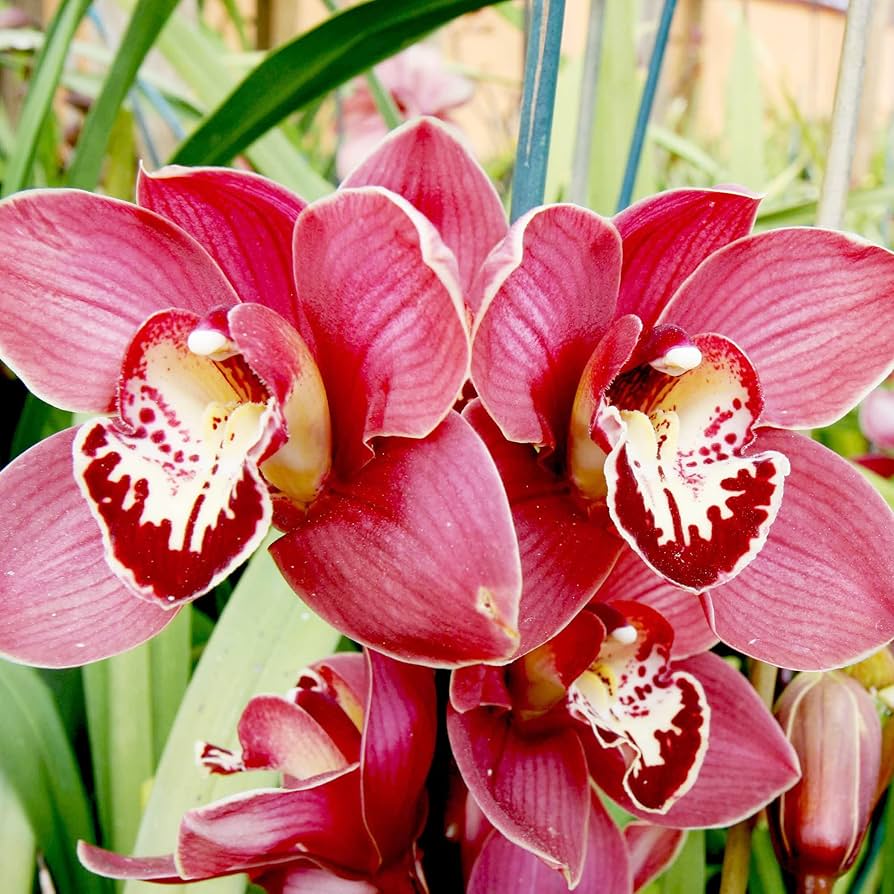 Cymbidium Maxillaria Goeringii Seeds Red