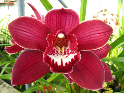 Red Cymbidium Orchid Flower seeds for Planting Drought Tolerant, Heirloom & GMO Free Seeds for Home Garden vegetable and garden seeds