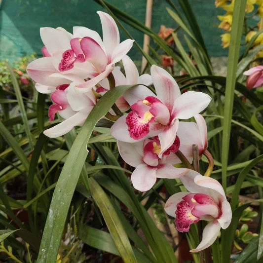 Premium Pink & White Cymbidium Orchid Flower seeds for Planting Perfect for Borders, Heirloom & GMO Free Seeds for Home Garden seeds