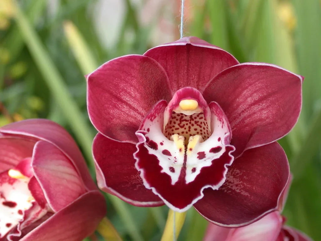 Cymbidium Flower seeds for Planting Hardy Variety Heirloom & GMO Free Seeds for Home Garden