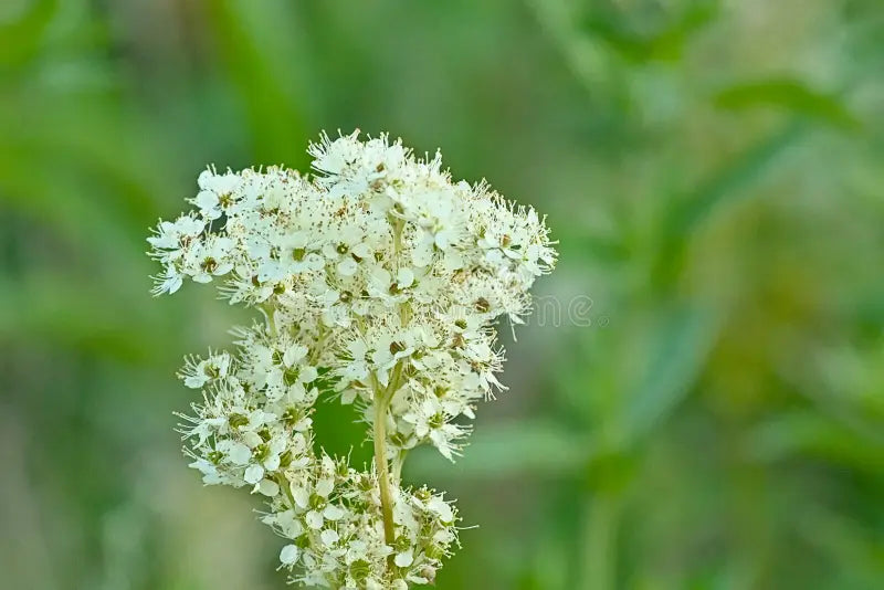 Green Filipendula Flower seeds for Planting Fragrant Blossoms, Heirloom & GMO Free Seeds for Home Garden seeds for planting