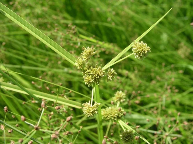 Premium Yellow Cyperus Papyrus Flower seeds for Planting Cut Flower Favorite, Heirloom & GMO Free Seeds for Home Garden seeds