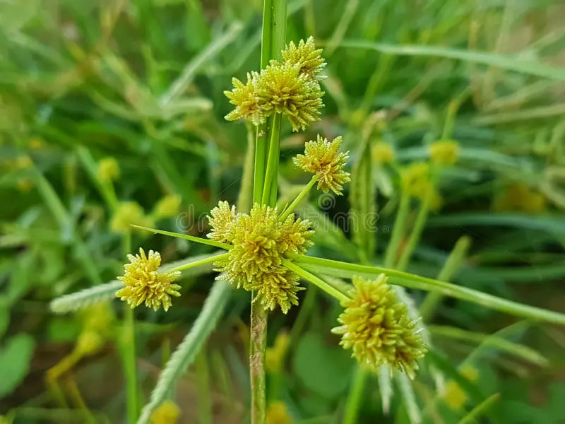 Yellow Cyperus Papyrus Flower seeds for Planting Cut Flower Favorite, Heirloom & GMO Free Seeds for Home Garden vegetable and garden seeds