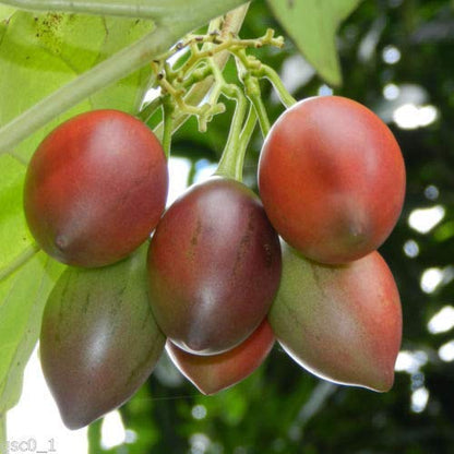 Close-up of ripe tamarillo fruits on branch