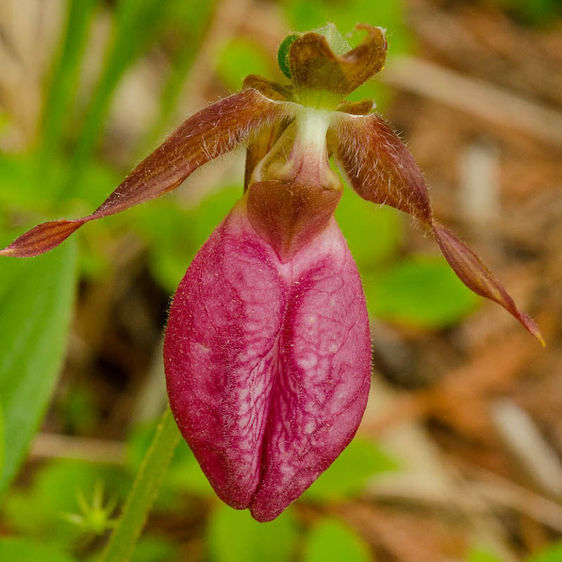 Pink Cypripedium Acaule Flower seeds for Planting Shade Tolerant, Heirloom & GMO Free Seeds for Home Garden seeds for planting