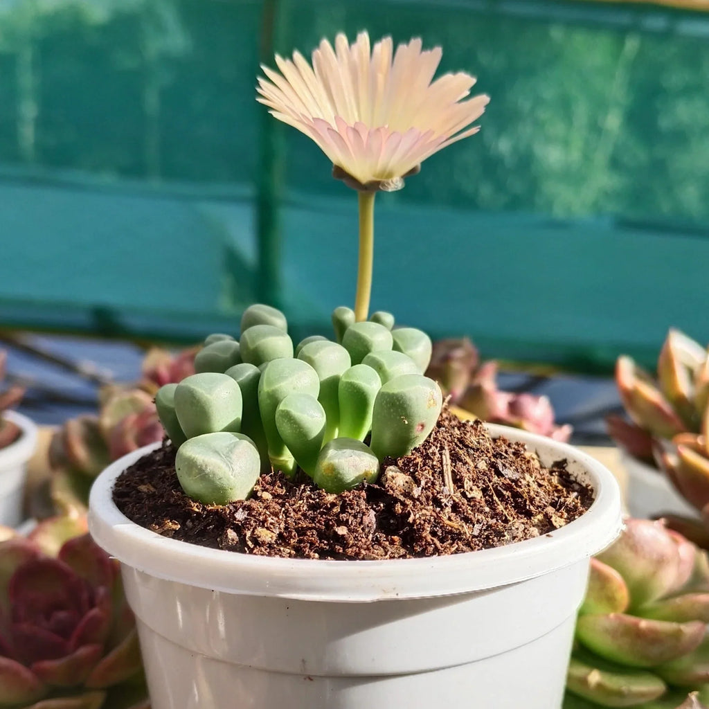 Premium Mixed Gibbaeum Flower seeds for Planting Seasonal Bloomer, Heirloom & GMO Free Seeds for Home Garden seeds