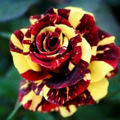 Marron Yellow Rose Flower Seeds for Planting