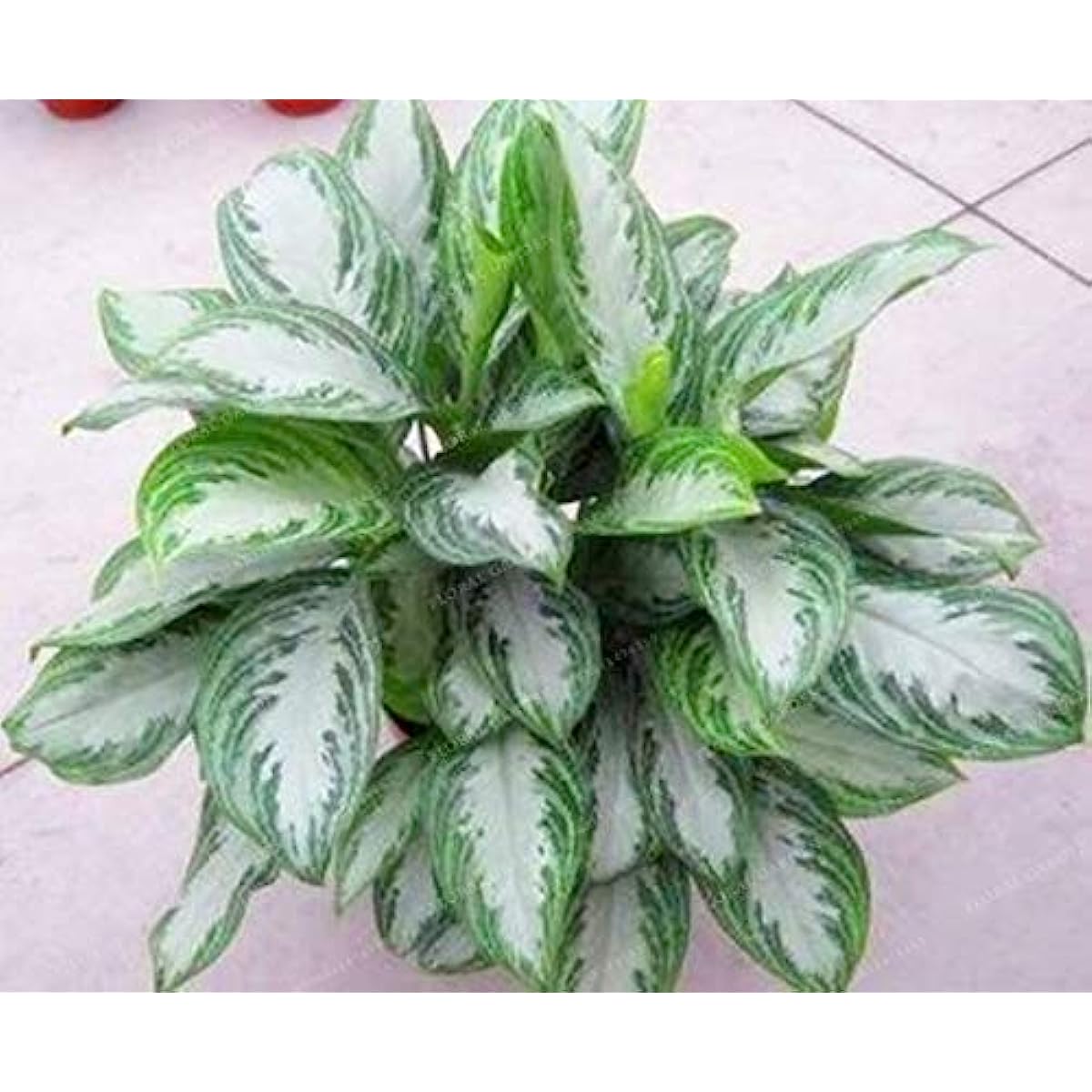 Aglaonema Sansevieria Green Seeds For Planting Plant Seeds
