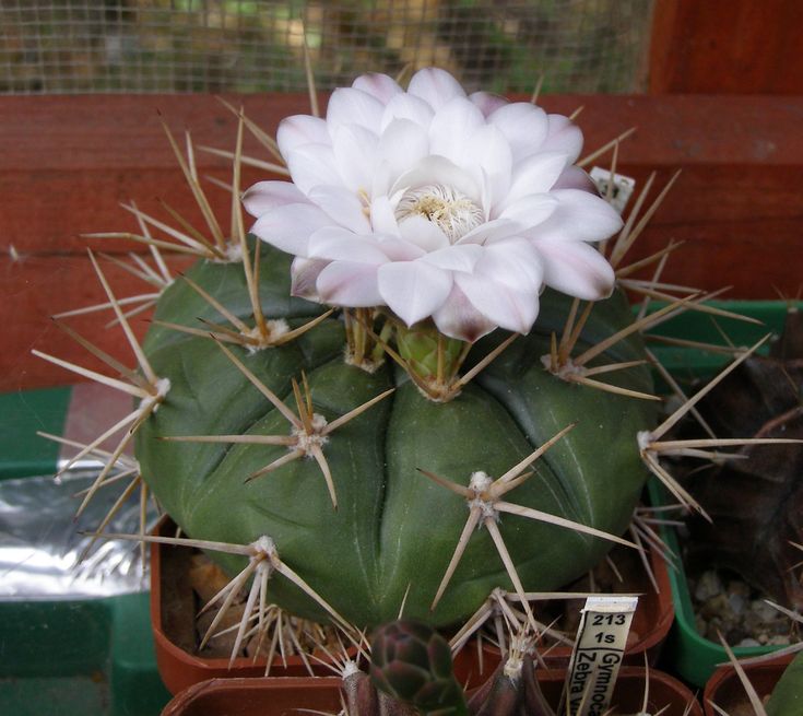 Premium White Gymnocalycium Eurypleurum Flower seeds for Planting Drought Tolerant, Heirloom & GMO Free Seeds for Home Garden seeds