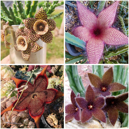 Stapelia Pulchella Succulent Flower seeds for Planting - Hardy Variety, Heirloom & GMO Free Seeds for Home Garden
