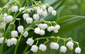 Bell Orchid Flower seeds for Planting Shade Tolerant, Heirloom & GMO Free Seeds for Home Garden seeds for planting