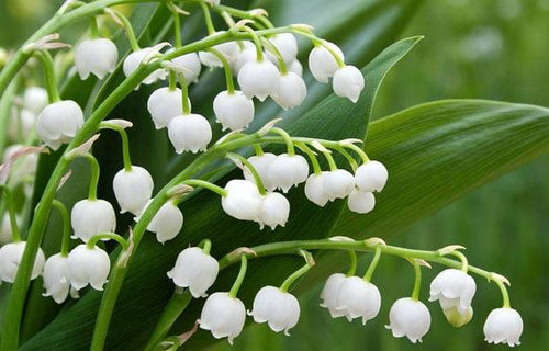 Bell Orchid Flower seeds for Planting Shade Tolerant, Heirloom & GMO Free Seeds for Home Garden seeds for planting