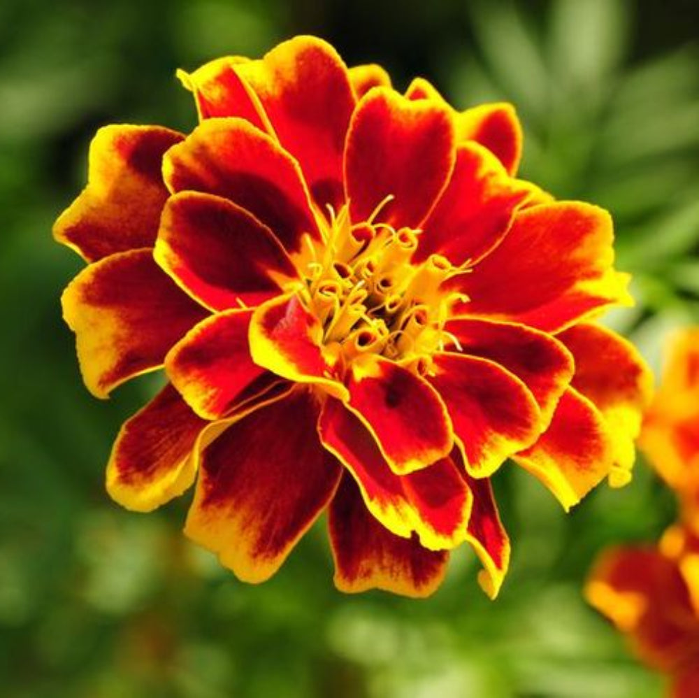 Marigold Sparky Flower seeds for Planting Cut Flower Favorite Heirloom & GMO Free Seeds for Home Garden