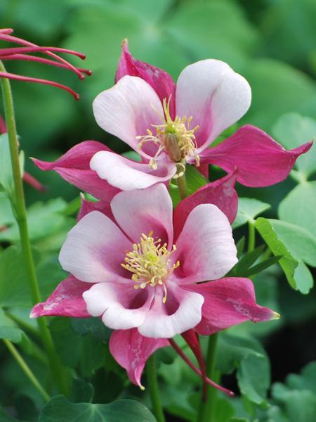 White Pink Aquilegia Flower seeds for Planting Bright Blooms, Heirloom & GMO Free Seeds for Home Garden seeds for planting