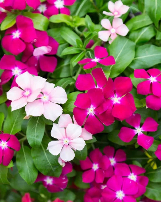 Purple Vinca Flower seeds for Planting Compact Growth, Heirloom & GMO Free Seeds for Home Garden vegetable and garden seeds