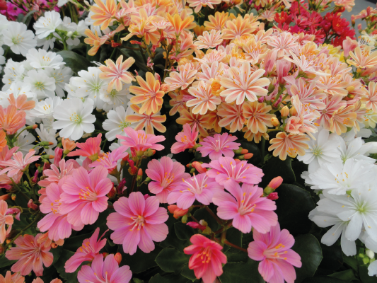 Premium Mixed Lewisia Flower seeds for Planting Compact Growth, Heirloom & GMO Free Seeds for Home Garden seeds