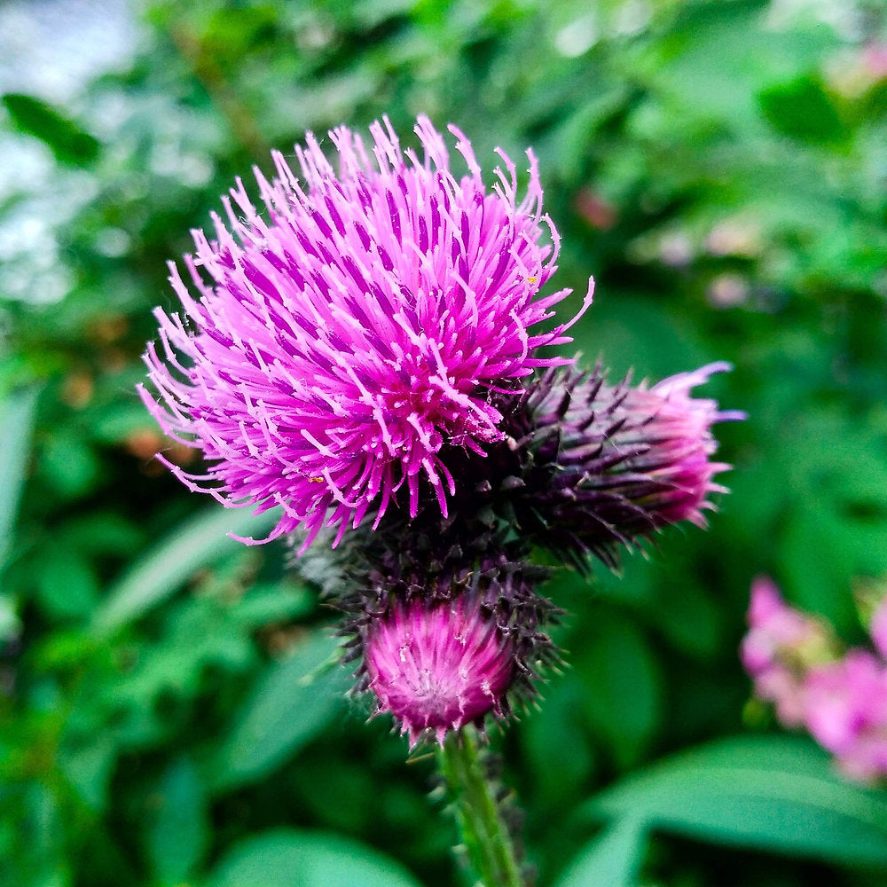 Premium Pink Arctium Lappa Flower seeds for Planting Low Maintenance, Heirloom & GMO Free Seeds for Home Garden seeds