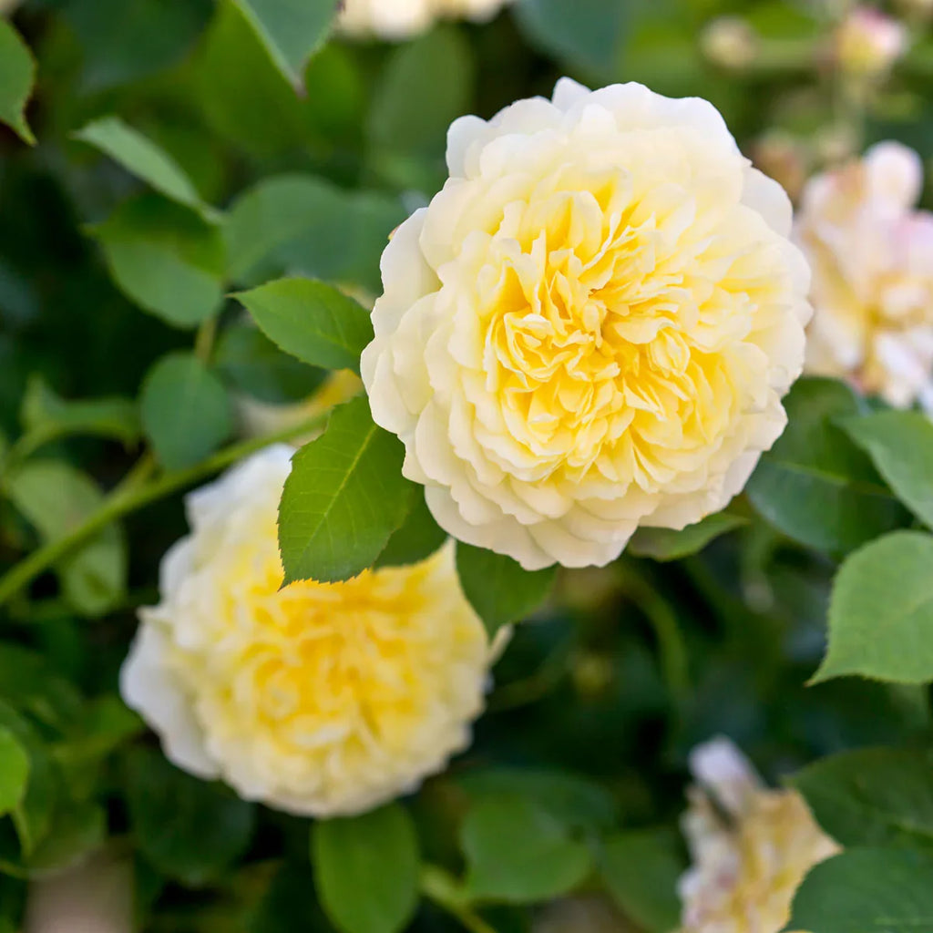 Yellow Climbing Rose Flower seeds for Planting Perfect for Borders, Heirloom & GMO Free Seeds for Home Garden vegetable and garden seeds