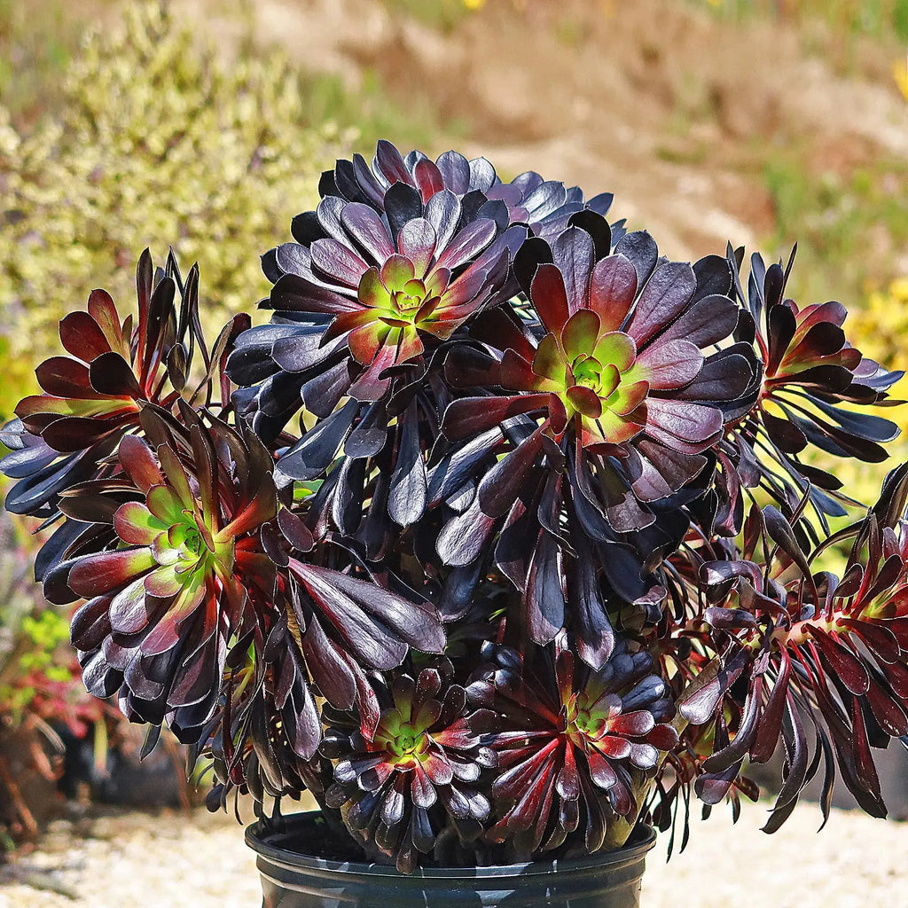 Black Atropureum Flower seeds for Planting Cottage Garden Essential, Heirloom & GMO Free Seeds for Home Garden seeds for planting