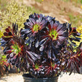 Black Atropureum Flower seeds for Planting Cottage Garden Essential, Heirloom & GMO Free Seeds for Home Garden seeds for planting