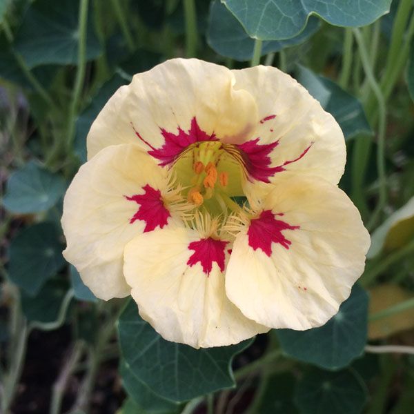 High quality Cream Ladybird Flower seeds for Planting Wildflower Mix, Heirloom & GMO Free Seeds for Home Garden seeds pack