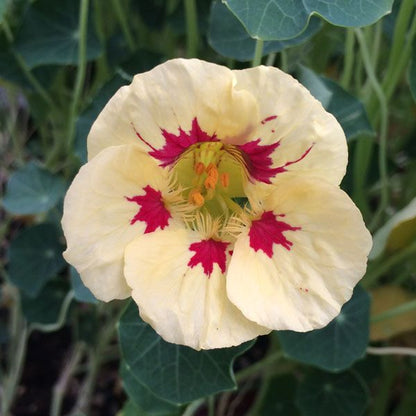 High quality Cream Ladybird Flower seeds for Planting Wildflower Mix, Heirloom & GMO Free Seeds for Home Garden seeds pack
