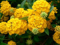 Hydrangea Flower seeds for Planting Hardy Variety, Heirloom & GMO Free Seeds for Home Garden seeds for planting